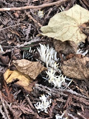 Clavaria fragilis