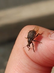 Brachypera zoilus