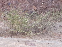 Atriplex intracontinentalis