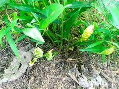 Zingiber officinale
