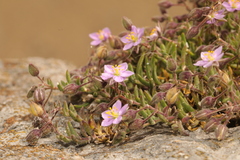 Spergularia rupicola