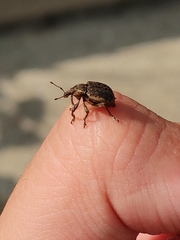 Brachypera zoilus