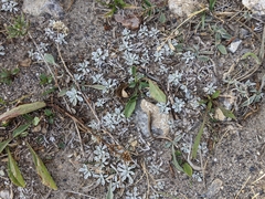 Antennaria parvifolia