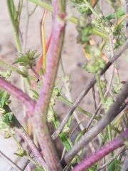 Atriplex intracontinentalis