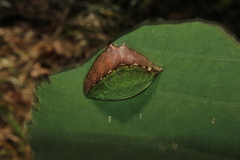 Prolimacodes badia