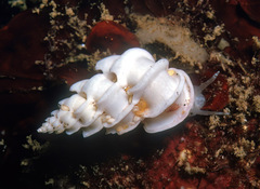 Epitonium replicatum