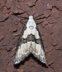 Nigetia formosalis