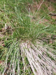 Avenella flexuosa flexuosa