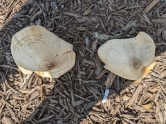 Agrocybe putaminum