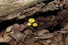 Hygrocybe parvula