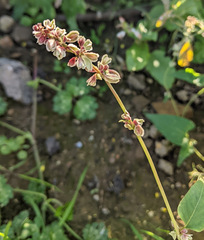 Fallopia convolvulus