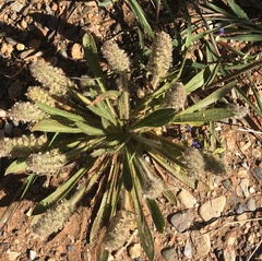 Plantago bellardii