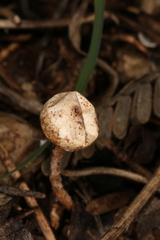 Tulostoma