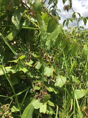 Passiflora bogotensis