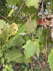 Vitis riparia