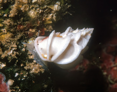 Epitonium replicatum