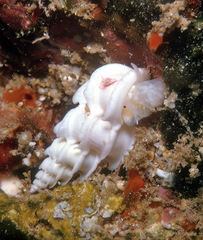 Epitonium replicatum