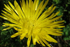 Lampranthus glaucus