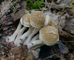 Asterophora lycoperdoides