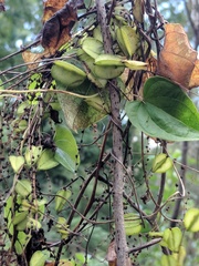 Dioscorea floridana