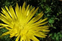 Lampranthus glaucus
