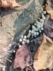 Coprinellus