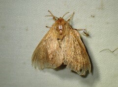 Malacosoma disstria