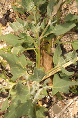 Atriplex laciniata