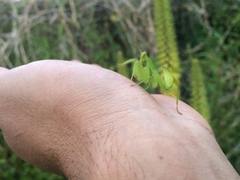 Photiomantis