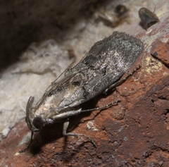 Pococera maritimalis