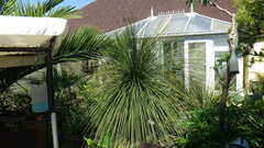 Dasylirion longissimum