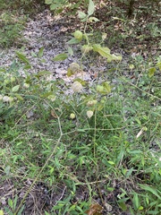 Cardiospermum halicacabum