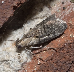 Pococera maritimalis