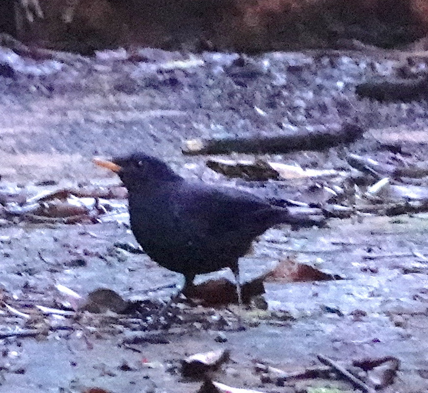 Malayan Whistling Thrush (Myophonus robinsoni), photo 2