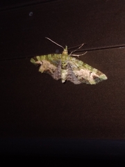 Pasiphila bilineolata