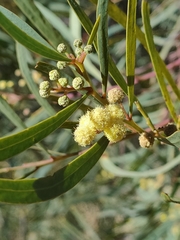 Acacia retinodes
