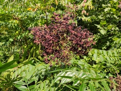 Aralia spinosa