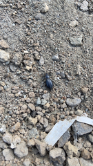 Tenebrioninae