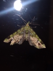 Pasiphila bilineolata