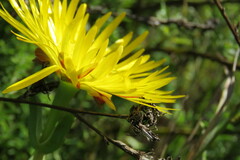 Lampranthus glaucus