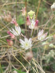 Allium inaequale