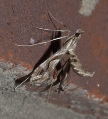 Lineodes integra