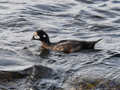 Histrionicus histrionicus