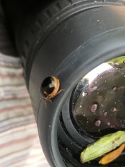 Coptosoma xanthogramma