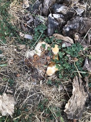 Ganoderma polychromum