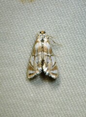 Eoparargyractis plevie