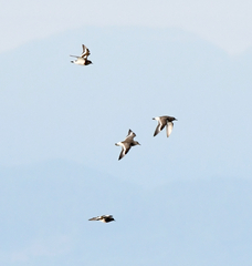 Calidris virgata