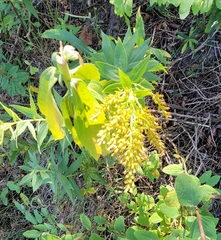 Solidago altissima