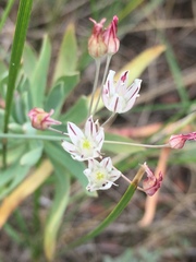 Allium inaequale