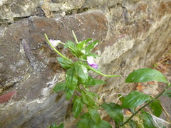 Epilobium